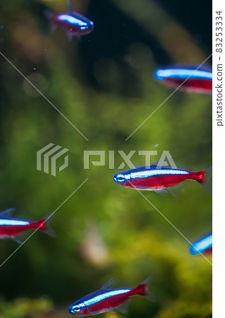 Cardinal Tetra Fish Swimming In Water 83253334