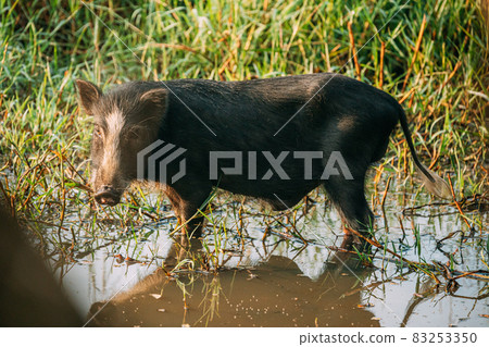 Funny Small Household Black Pig Looking For Food In Marsh Funny Small Household Black Pig Looking For Food In Marsh 83253350