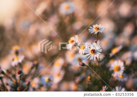 Blooming Aster Perennial Flowering Plants In The Family Asteraceae. Bush In Autumn Season 83253356