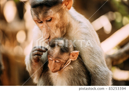 Goa, India. Bonnet Macaque - Macaca Radiata Or Zati Is Looking For Fleas On Its Cub. Close Up. Monkey 83253394
