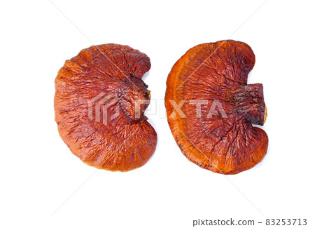 Lingzhi mushroom on white background. top view 83253713