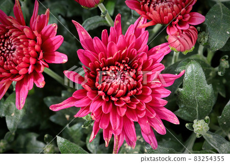 Closeup of various pink garden mums in flower Closeup of various pink garden mums in flower 83254355