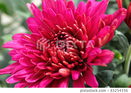 Closeup of various pink garden mums in flower Closeup of various pink garden mums in flower 83254356