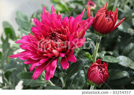 Closeup of various pink garden mums in flower Closeup of various pink garden mums in flower 83254357