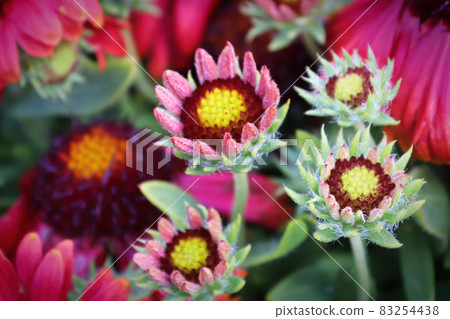 A background of various colored gaillardia flowers 83254438