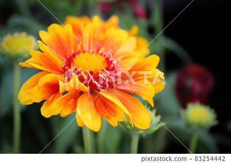 Closeup of a orange and yellow gaillardia flower Closeup of a orange and yellow gaillardia flower 83254442