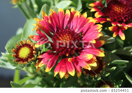 Closeup of yellow pink and red blanket flowers 83254451