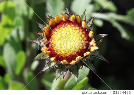 Closeup of unopened blanket flower buds in summer 83254456