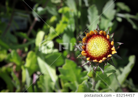Closeup of unopened blanket flower buds in summer 83254457