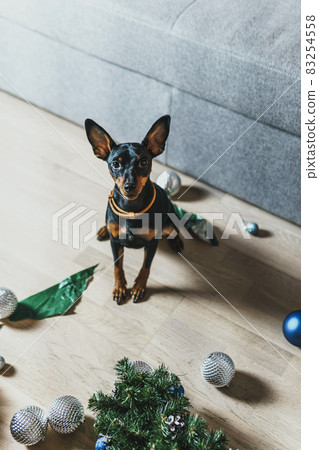 Funny dog miniature pinscher made a mess in the room and play with Christmas tree. 83254558