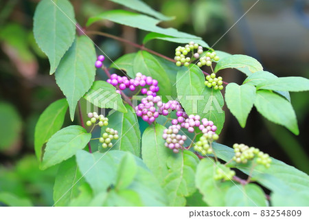 Purple small purple that has begun to color (Early Amethyst) Purple small purple that has begun to color (Early Amethyst) 83254809