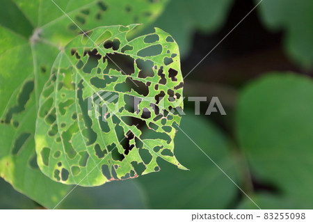 Leaves eaten by insects Leaves eaten by insects 83255098