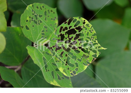 Leaves eaten by insects Leaves eaten by insects 83255099