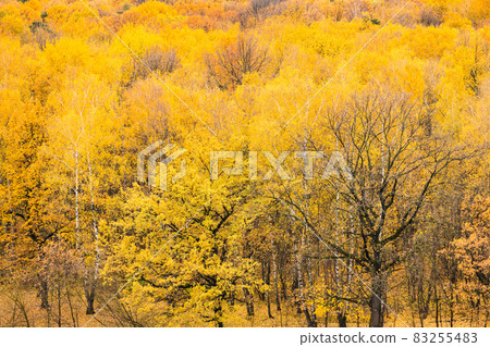 oak trees on clearing in yellow autumn forest 83255483