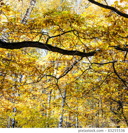 black oak branch with yellow leaves and birches black oak branch with yellow leaves and birches 83255536