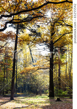 oak trees on meadow in sunlit forest in autumn oak trees on meadow in sunlit forest in autumn 83255542