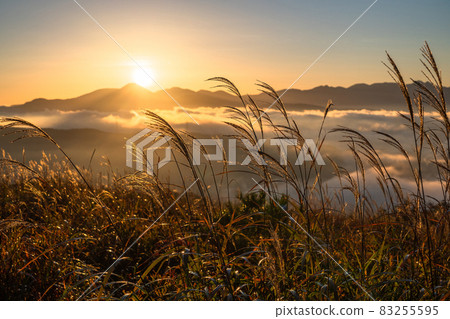 《Nagano Prefecture》 Japanese pampas grass in the sky ・ Autumn sunrise 《Nagano Prefecture》 Japanese pampas grass in the sky ・ Autumn sunrise 83255595