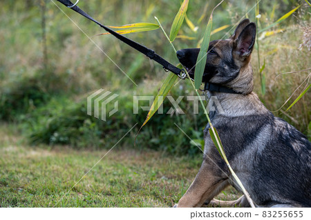 are german shepherd puppies playful