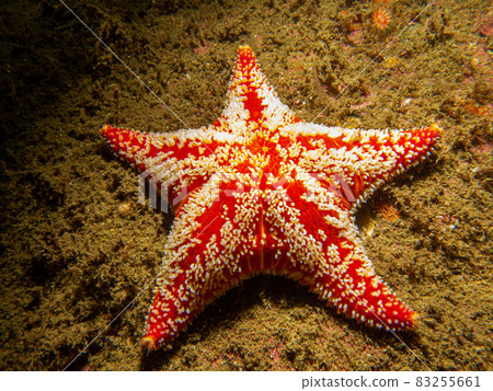 A closeup picture of a Horse star, Hippasteria phrygiana is a species of sea star, aka starfish, belonging to the family Goniasteridae. Picture from the Weather Islands, Sweden A closeup picture of a Horse star, Hippasteria phrygiana is a species of sea star, aka starfish, belonging to the family Goniasteridae. Picture from the Weather Islands, Sweden 83255661
