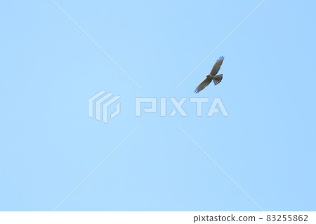高(佐芝)在晴空翩翩起舞 高(佐芝)在晴空翩翩起舞 83255862