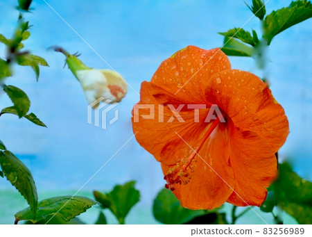 Memories of the southern island 83256989