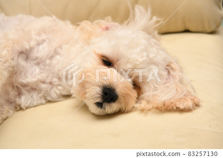 沉睡的麥芽糖 沉睡的麥芽糖 83257130