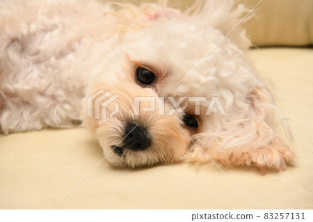 沉睡的麥芽糖 沉睡的麥芽糖 83257131