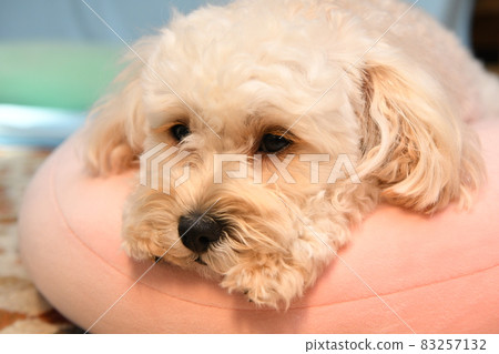 沉睡的麥芽糖 83257132