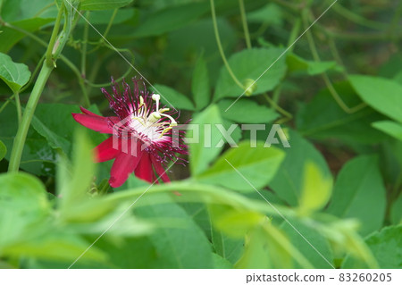 西番蓮紅花【綠底】 83260205