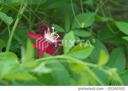 西番蓮紅花【綠底】 83260302