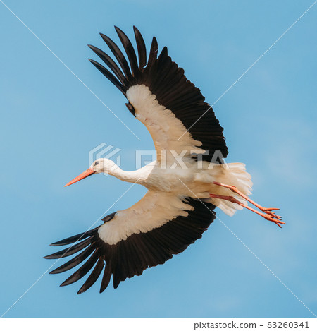 Adult European White Stork Flies In Blue Sky With Its Wings Spread Out Adult European White Stork Flies In Blue Sky With Its Wings Spread Out 83260341