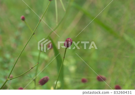 Sanguisorba 花 [綠色背景] 83260431
