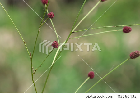 Sanguisorba 花 [綠色背景] 83260432