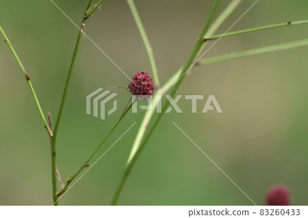 Sanguisorba 花 [綠色背景] 83260433