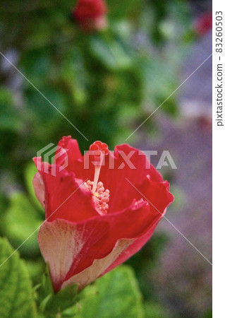 Miyakojima, Okinawa Prefecture Bright hibiscus flowers quarter bloom up Miyakojima, Okinawa Prefecture Bright hibiscus flowers quarter bloom up 83260503