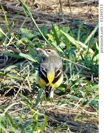 沖繩縣宮古島 灰鶺鴒 沖繩縣宮古島 灰鶺鴒 83260553