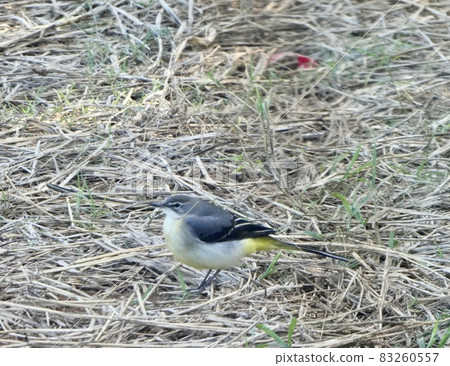 沖繩縣宮古島 灰鶺鴒 沖繩縣宮古島 灰鶺鴒 83260557