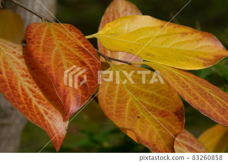 Autumn leaves Autumn leaves 83260858