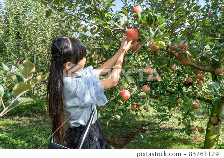 Elementary school girl picking apples in October 83261129