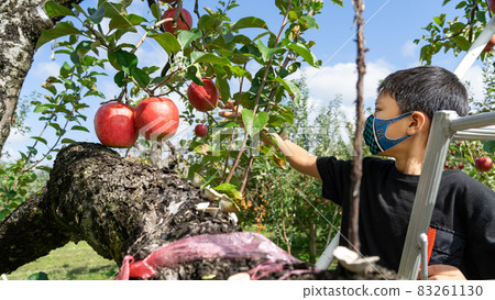Elementary school boy picking apples in October Elementary school boy picking apples in October 83261130