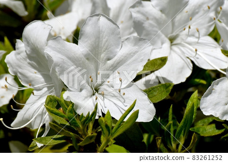 White azalea flowers blooming in Mitaka Nakahara 83261252