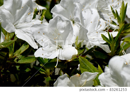 三鷹中原盛開的白色杜鵑花 三鷹中原盛開的白色杜鵑花 83261253