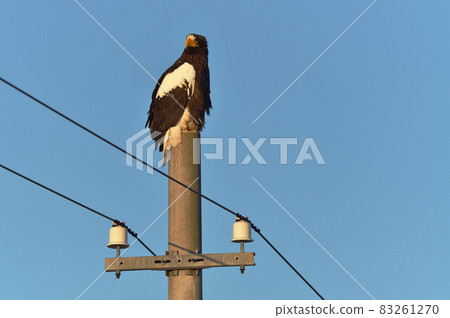 Steller's sea eagle (Hokkaido) perched on a telephone pole in the eastern part of the sunny day Steller's sea eagle (Hokkaido) perched on a telephone pole in the eastern part of the sunny day 83261270
