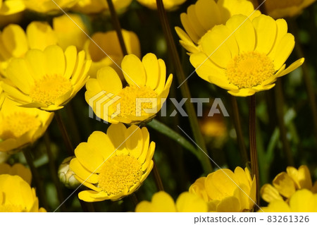 三鷹中原盛開的黃菊花多芯花 83261326