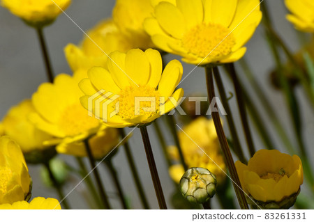 三鷹中原盛開的黃菊花多芯花 83261331