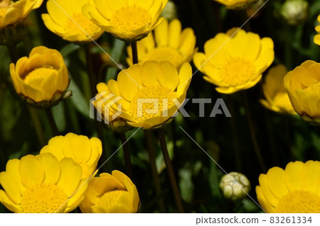 三鷹中原盛開的黃菊花多芯花 83261334