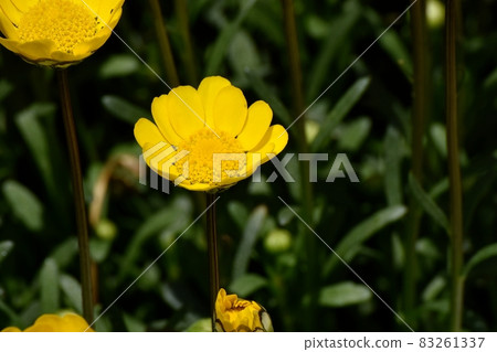 三鷹中原盛開的黃菊花多芯花 83261337