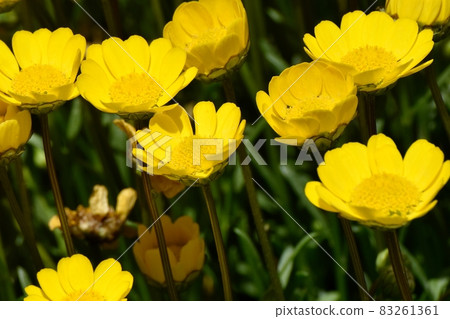 Yellow chrysanthemum multicore flowers blooming in Mitaka Nakahara 83261361