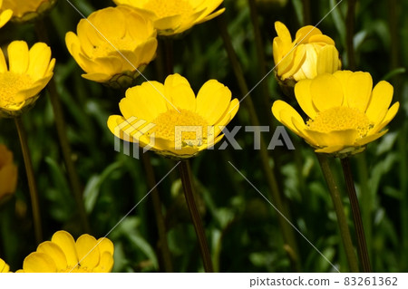 三鷹中原盛開的黃菊花多芯花 83261362