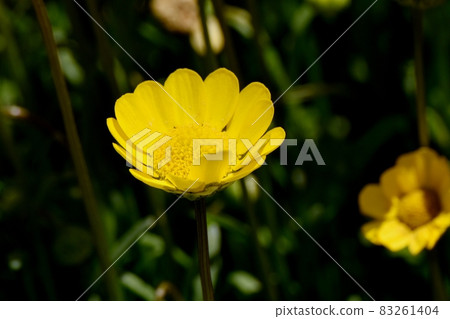 三鷹中原盛開的黃菊花多芯花 83261404